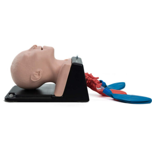 Cabeza de intubación - AirSim Niño Bronquios X marca Trucorp