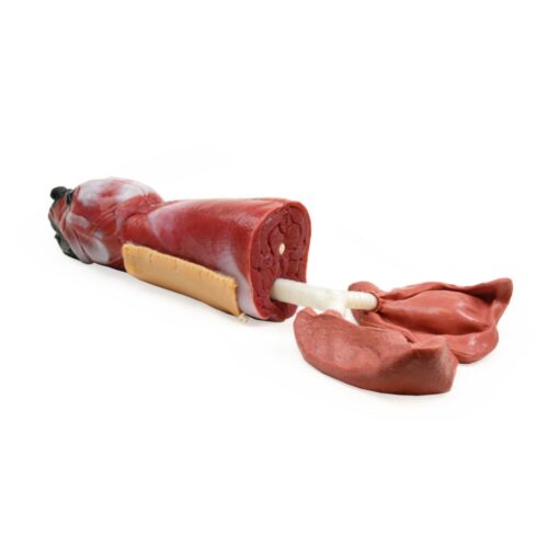 Posterior Cabeza de intubación canina Marca Syndaver