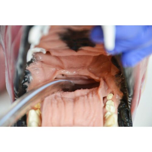 Proceso de intubación canina Marca Syndaver