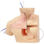 Simulador de Cateterismo Venoso Central marca Kyoto Kagaku