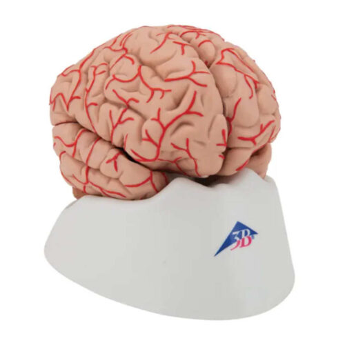 Cerebro de lujo con arterias, desmontable en 9 piezas