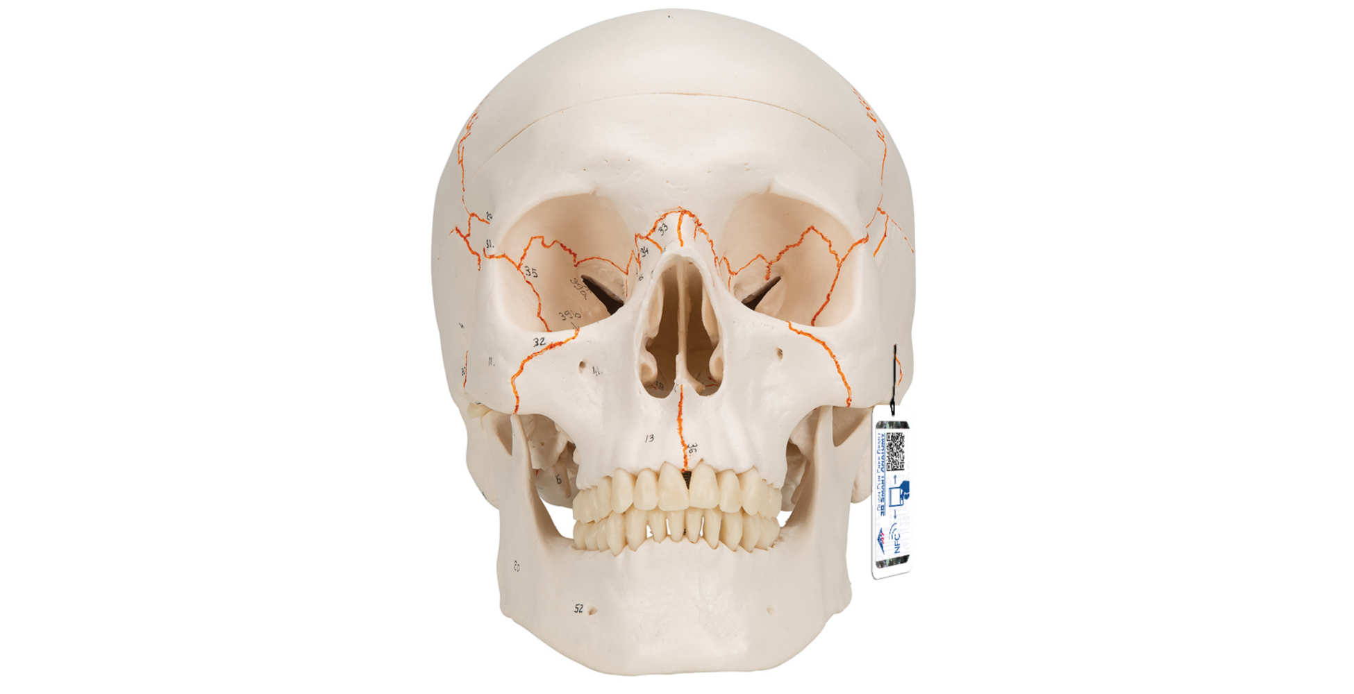 Cráneo clásico con numeración, 3 partes