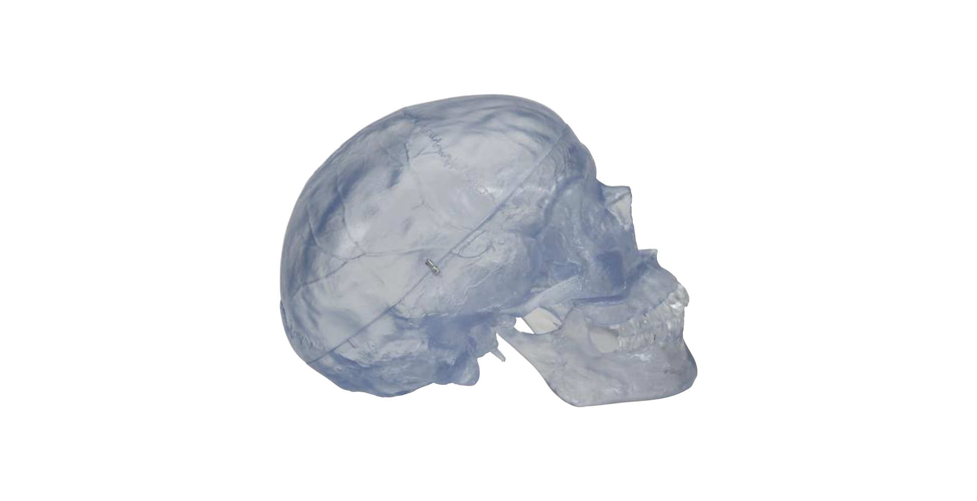 Cráneo clásico transparente, 3 partes vista lateral izq