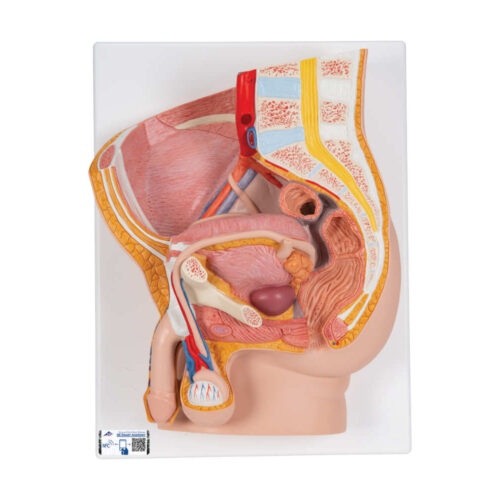 pelvis masculina, 2 piezas