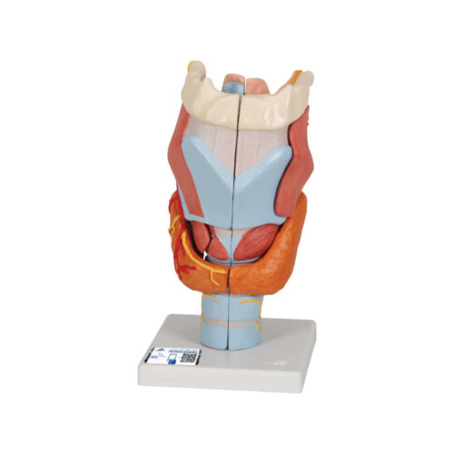 Laringe, 2 veces su tamaño natural, 7 piezas