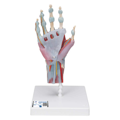 Modelo del esqueleto de la mano con ligamentos y músculos