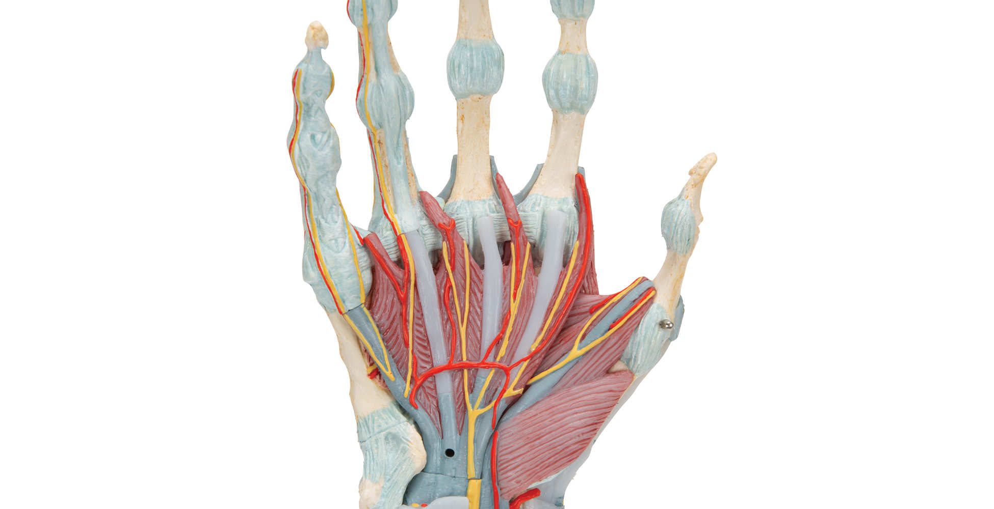 Modelo del esqueleto de la mano con ligamentos y músculos vista cercana