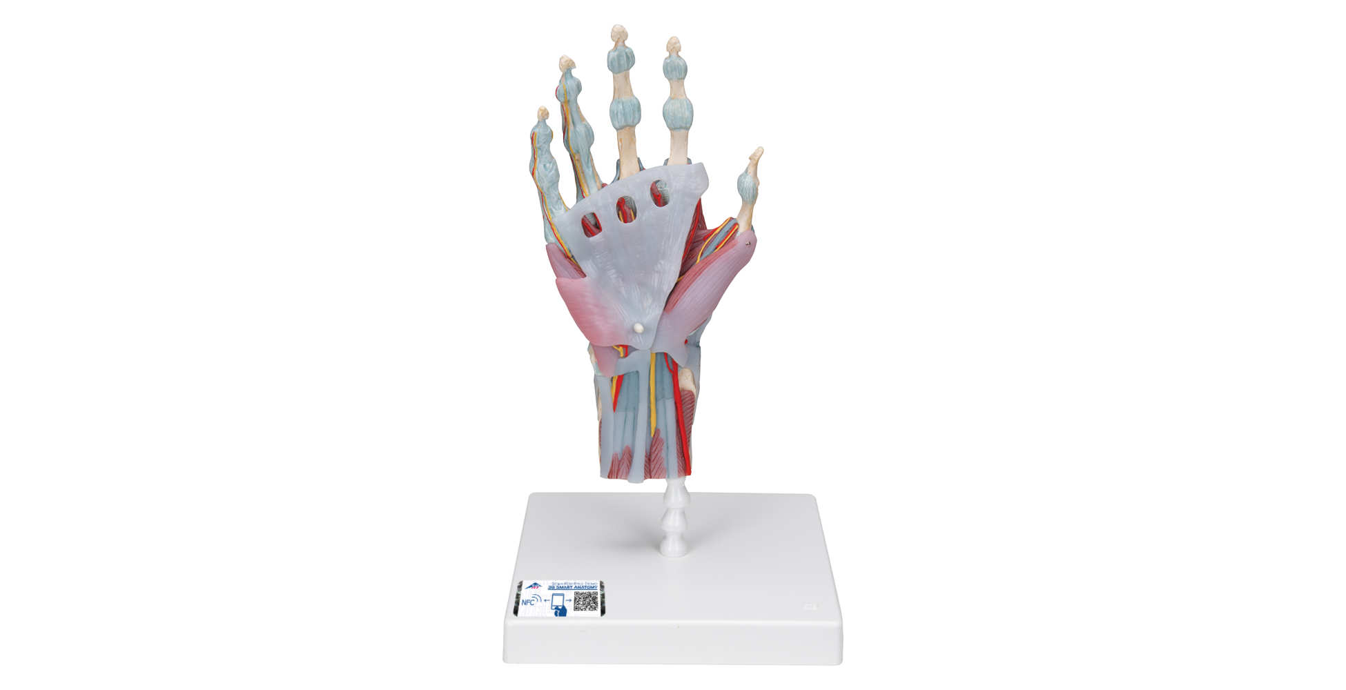 Modelo del esqueleto de la mano con ligamentos y músculos