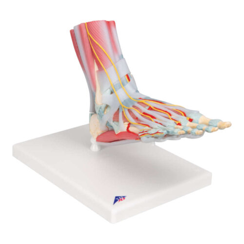 Modelo del esqueleto pie con ligamentos y músculos