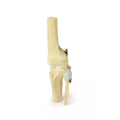 Articulación de rodilla extendida uno marca erler zimmer