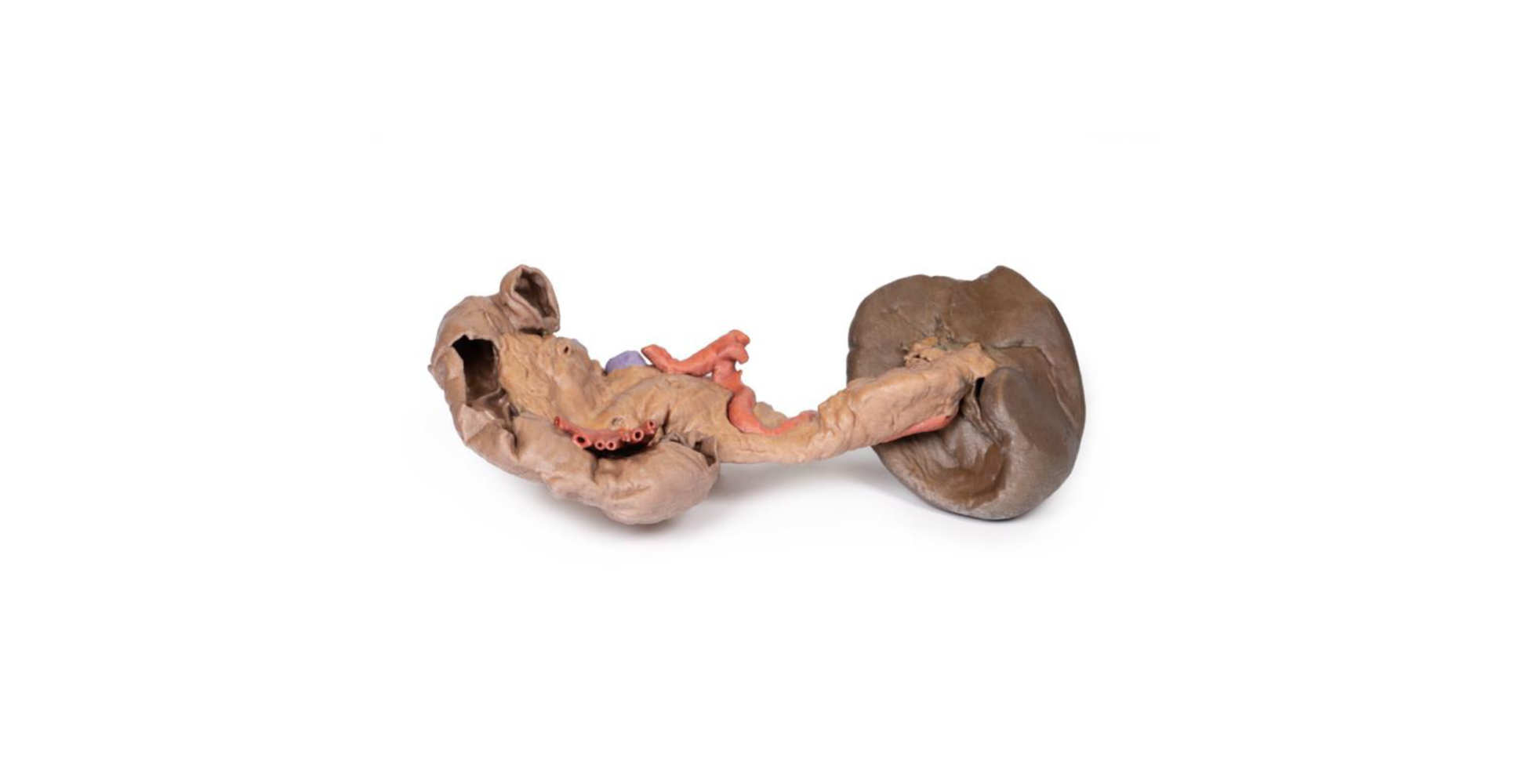 Bazo y Páncreas marca erler zimmer