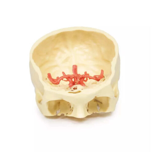 Círculo de Willis Modelo Anatómico 3D uno marca erler zimmer