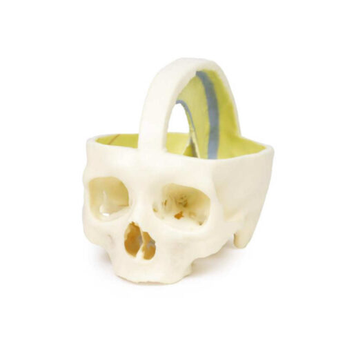 Cráneo Dural Modelo Anatómico 3D uno marca erler zimmer
