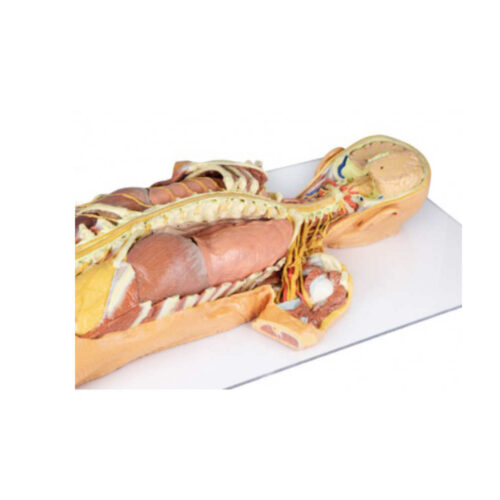 Disección del sistema nervioso marca erler zimmer