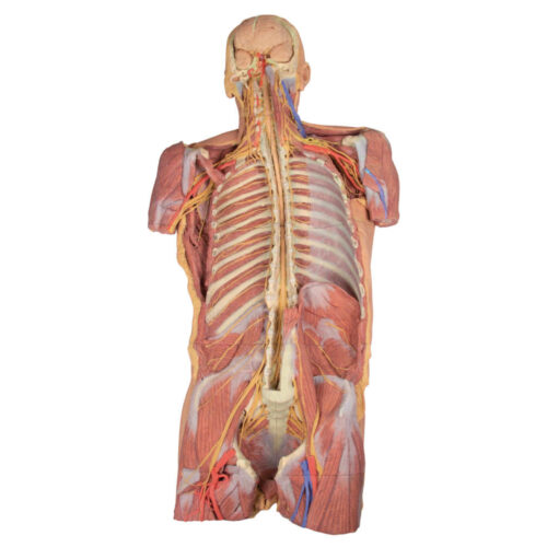Disección profunda ventral de la pared corporal posterior uno marca erler zimmer