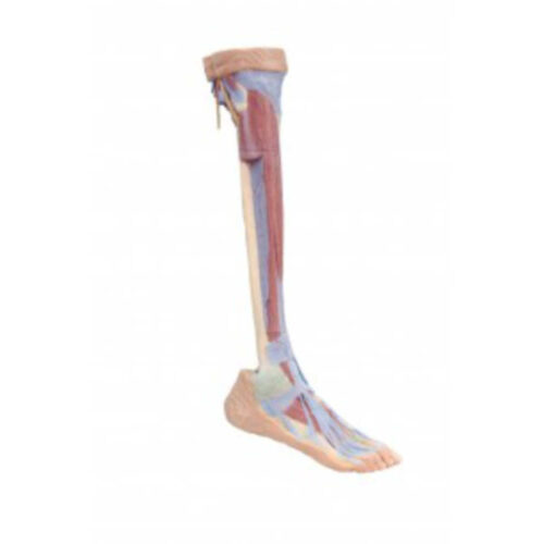 Extremidad inferior – Disección profunda dos marca erler zimmer