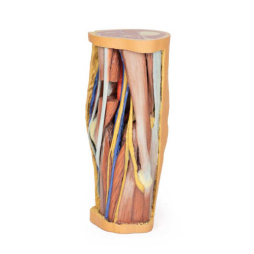 Fosa poplítea uno marca erler zimmer