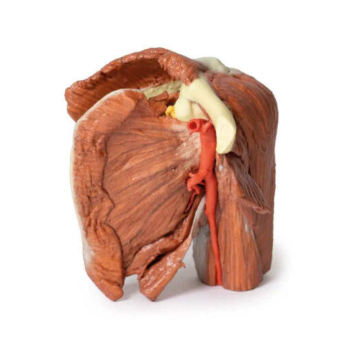 Hombro izquierdo con Músculos superficiales uno marca erler zimmer