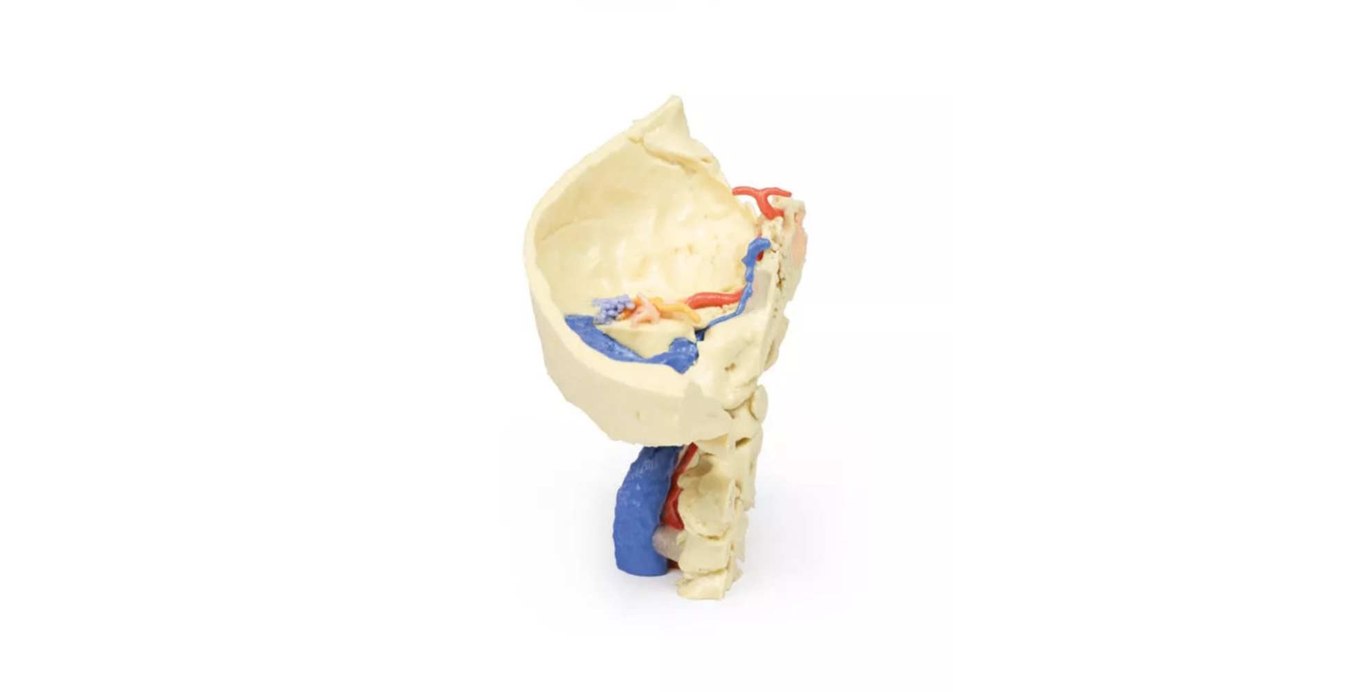 Modelo Anatómico 3D de Hueso Temporal – Juego de 3 Piezas - Imagen 2