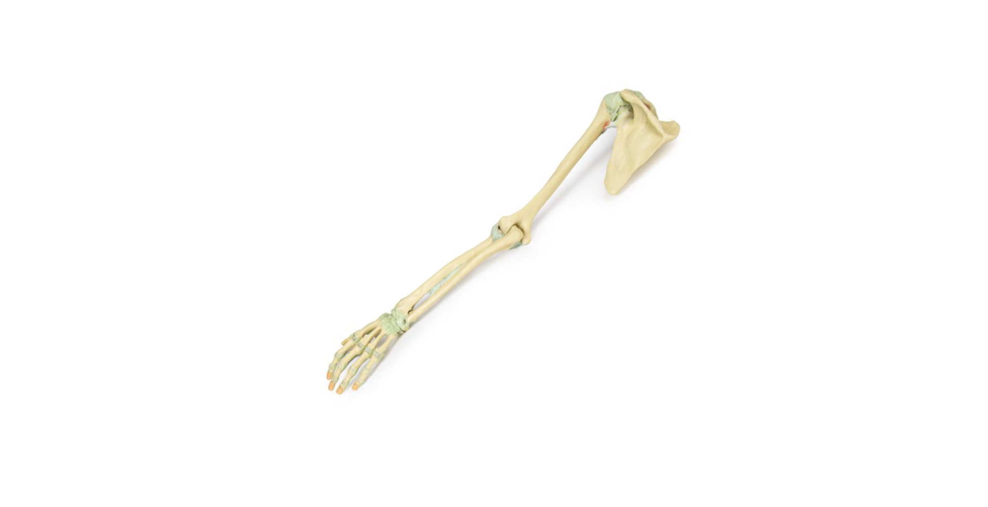 Ligamentos de las extremidades superiores dos marcar erler zimmer