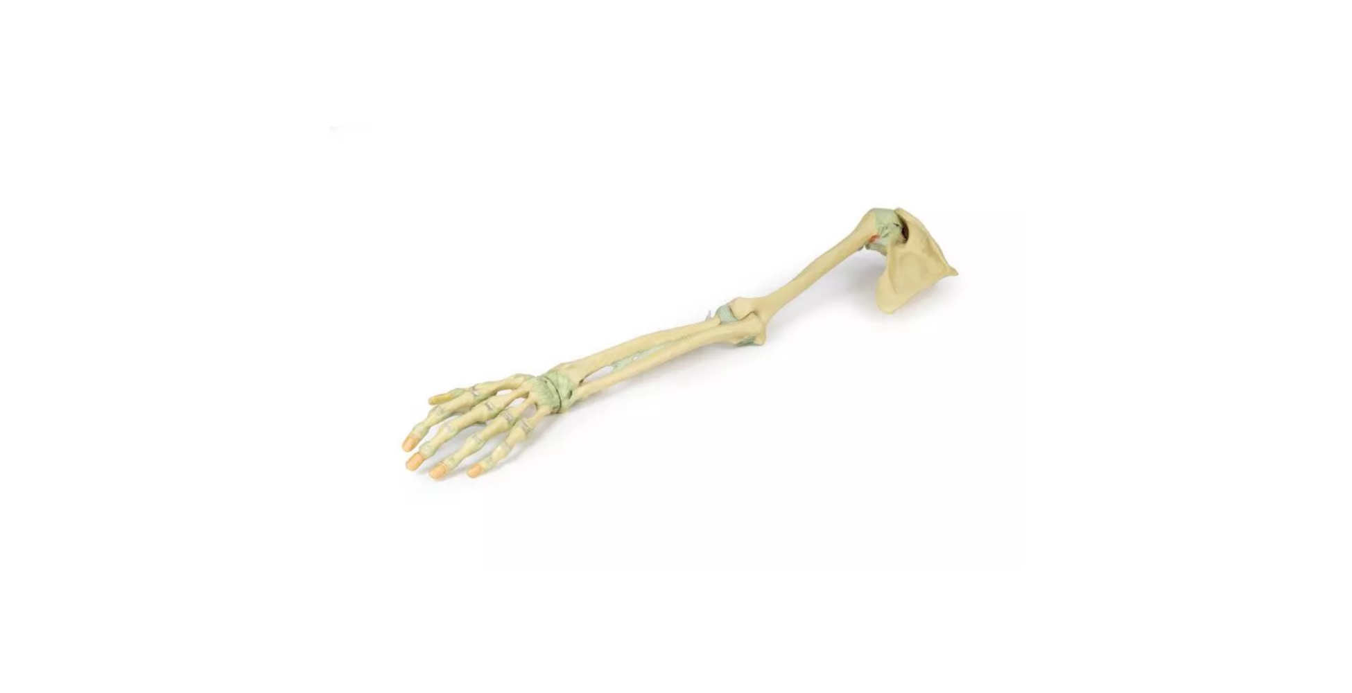 Ligamentos de las extremidades superiores uno marcar erler zimmer