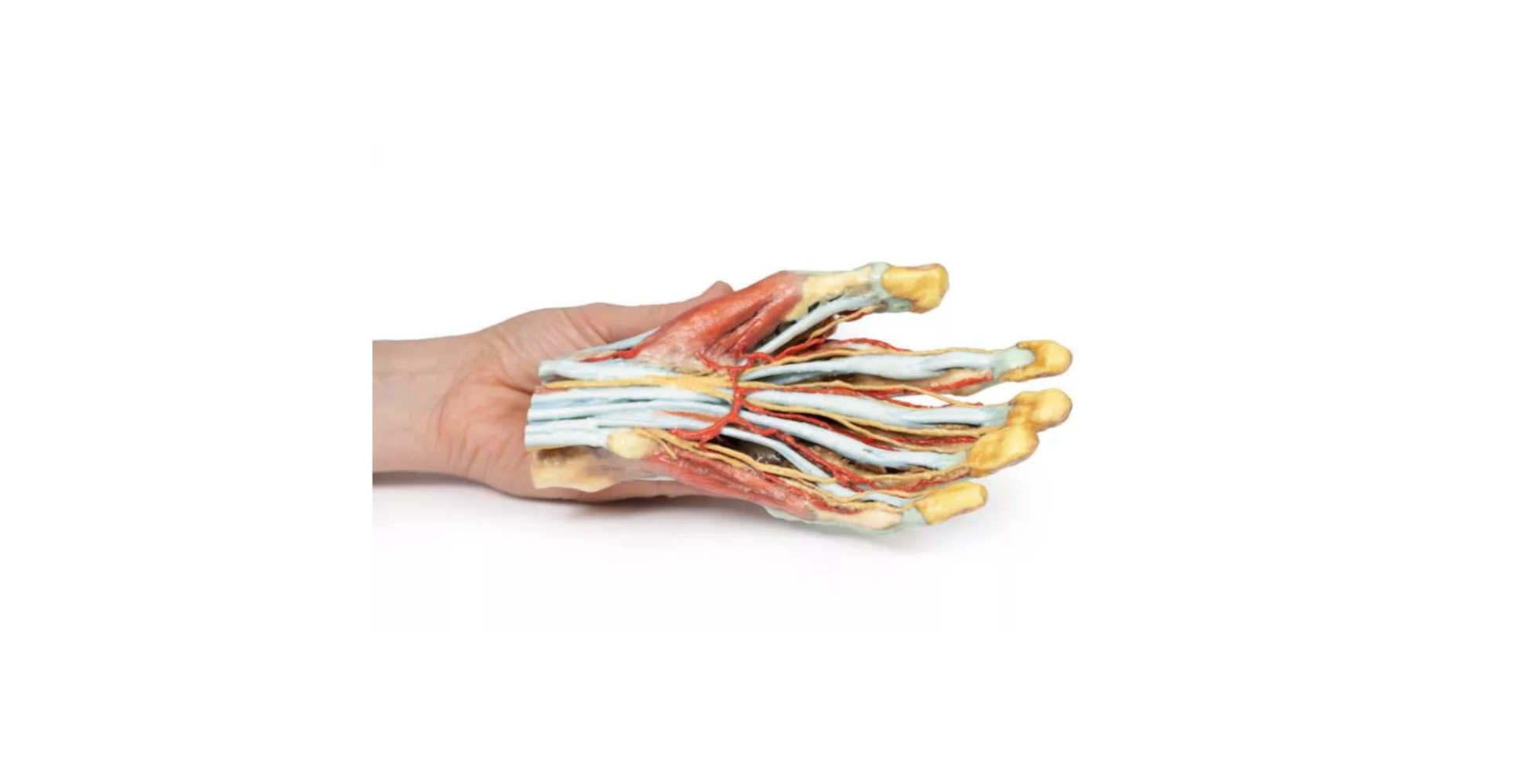 mano recostada marca erler zimmer