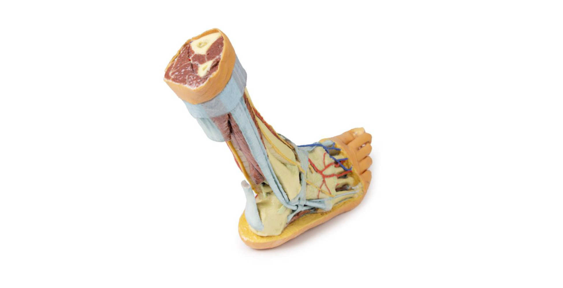 Pie estructuras superficiales y profundas de la parte distal de la pierna y el pie dos marca erler zimmer