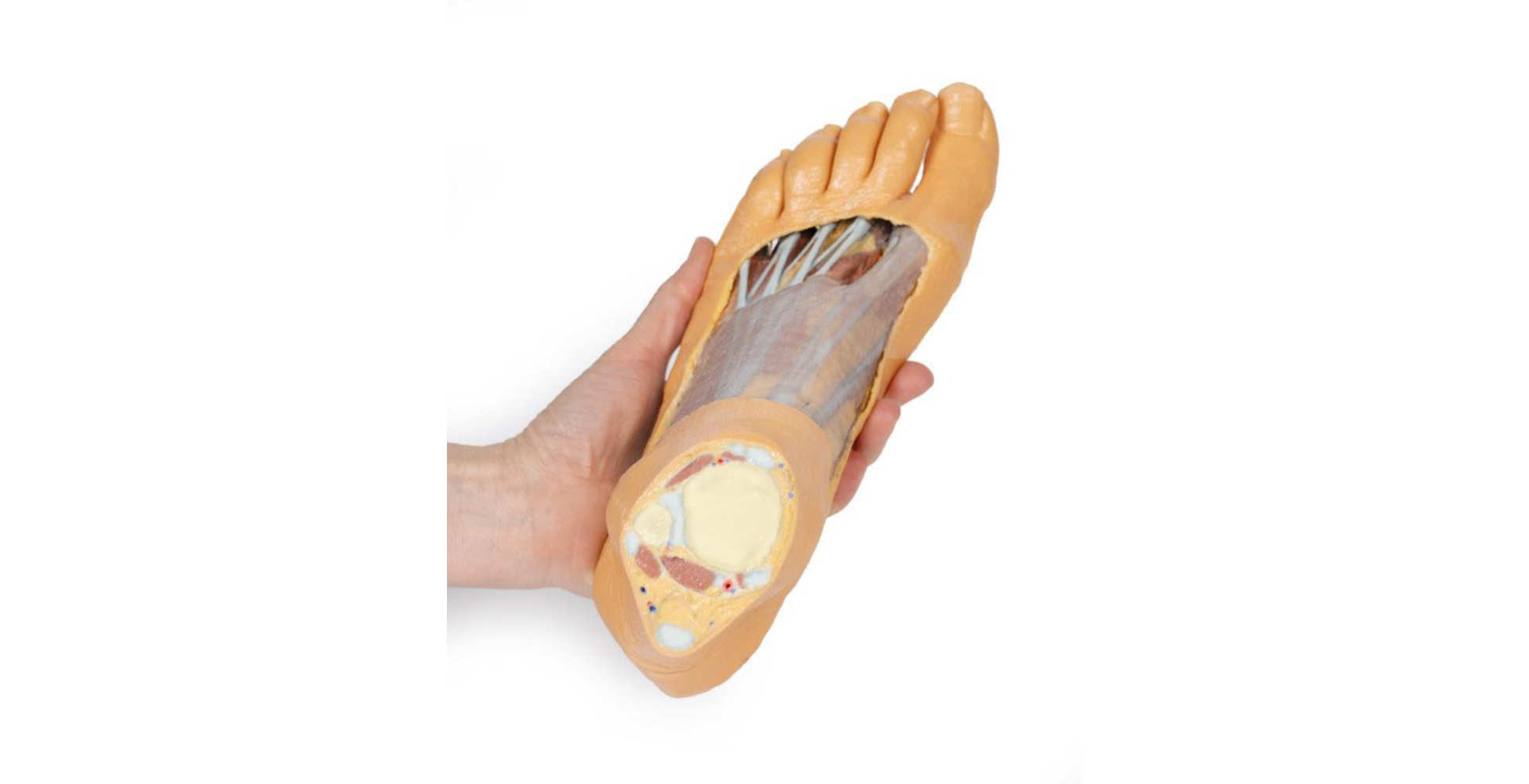 Pie Superficie plantar y disección superficial del dorso dos marca erler zimmer