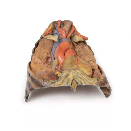 Tórax con Corazón y Vasos Sanguíneos uno marca erler zimmer
