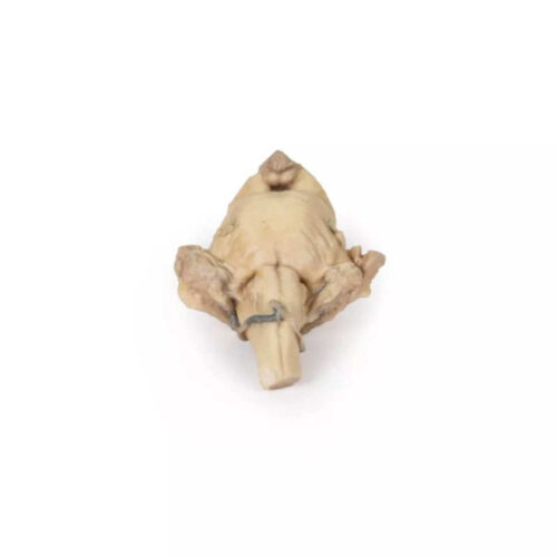 Tronco Encefálico Aislado marca erler zimmer