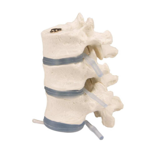3 vértebras torácicas con discos intervertebrales marca erler zimmer