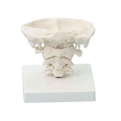 Articulaciones de la cabeza en tamaño natural con soporte marca erler zimmer