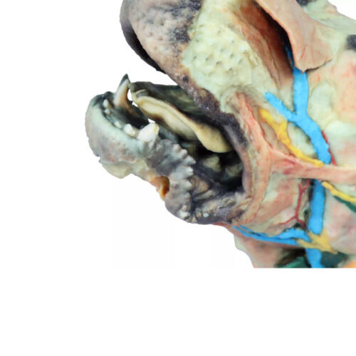 cabeza de perro con disecciones superficiales y profundas cinco marca erler zimmer