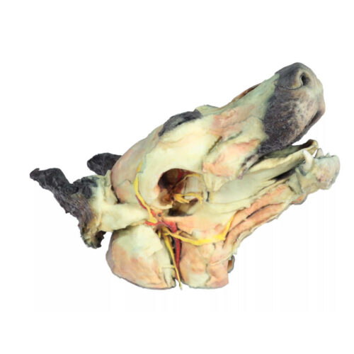 cabeza de perro con disecciones superficiales y profundas portada marca erler zimmer