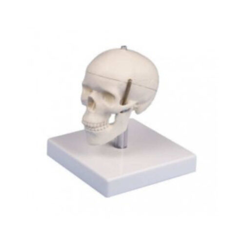 Calavera en miniatura de 3 piezas con soporte marca erler zimmer