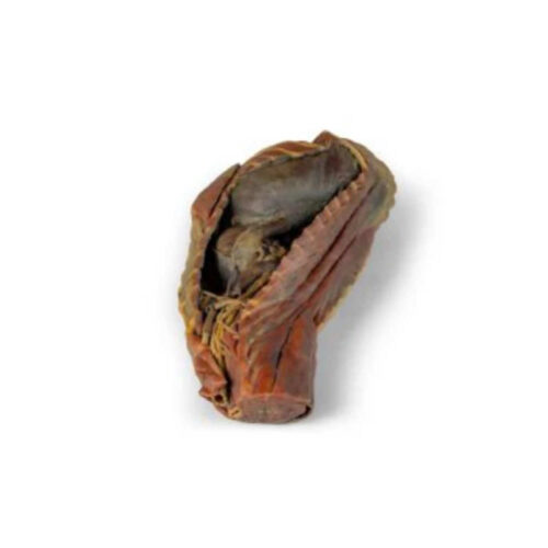 cavidad torácica canina (lado derecho) uno marca erler zimmer