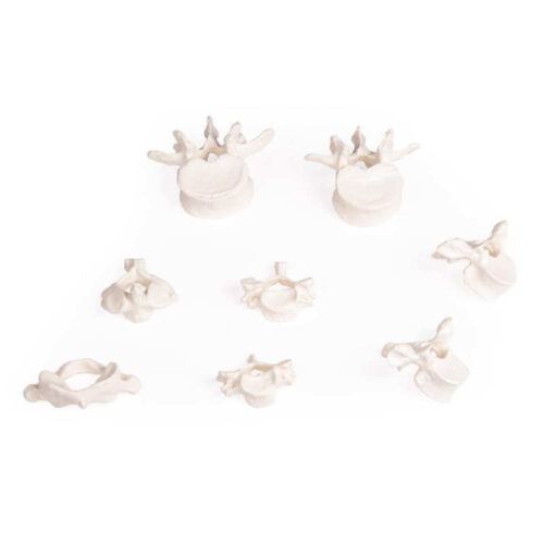 Colección de vértebras 8 piezas marca erler zimmer