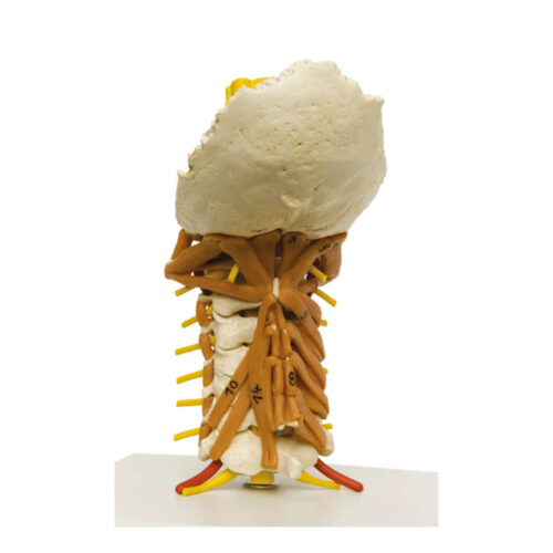 Columna cervical con musculatura del cuello marca erler zimmer
