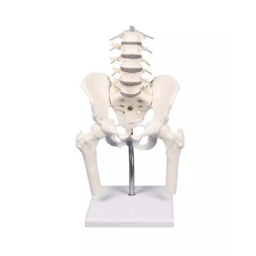 Columna lumbar con pelvis para demostración de malposiciones marca erler zimmer