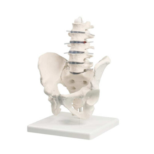 Columna lumbar con pelvis y soporte marca erler zimmer