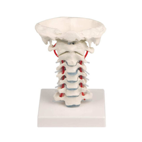 Columna vertebral cervical con soporte marca erler zimmer
