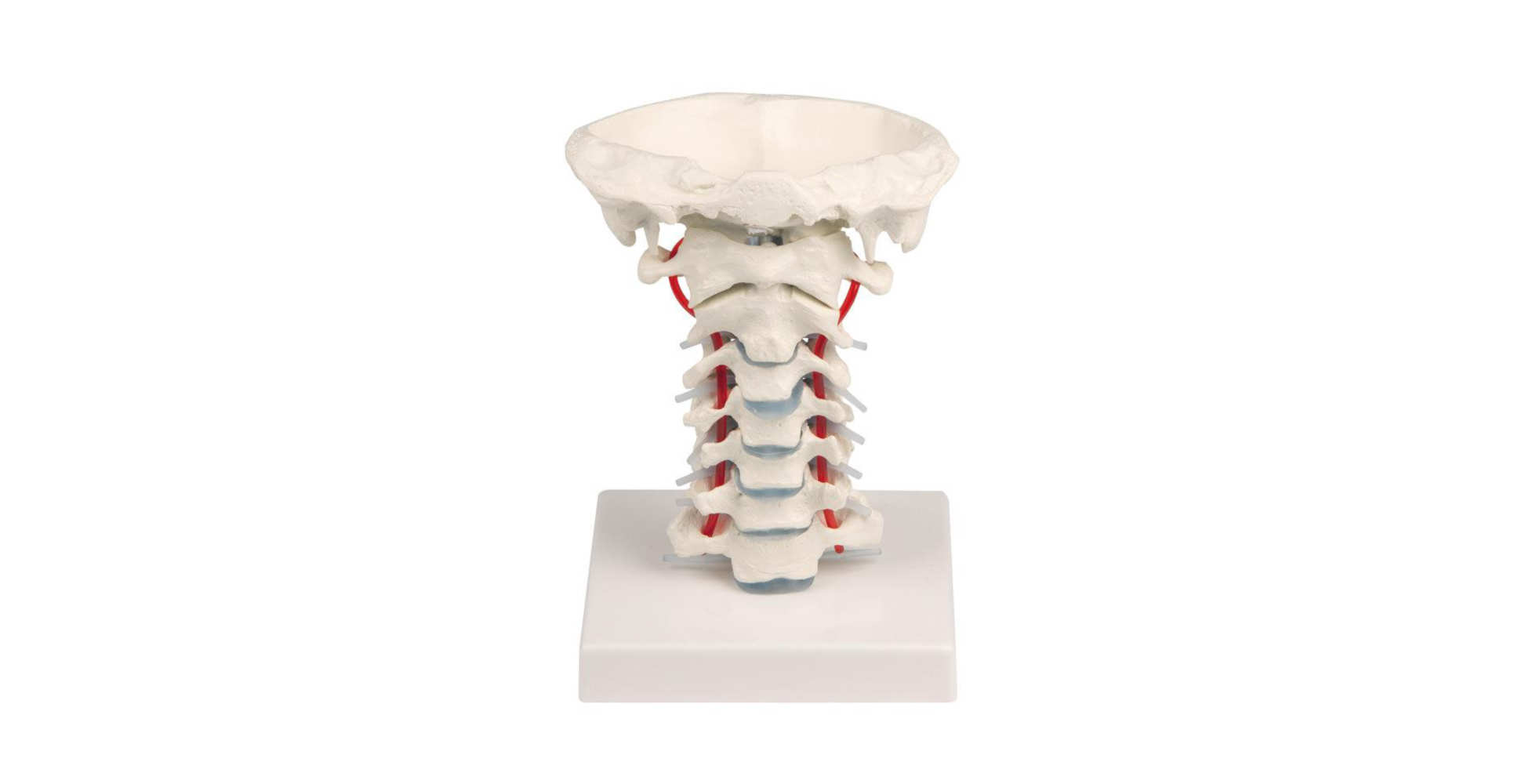 Columna vertebral cervical con soporte marca erler zimmer