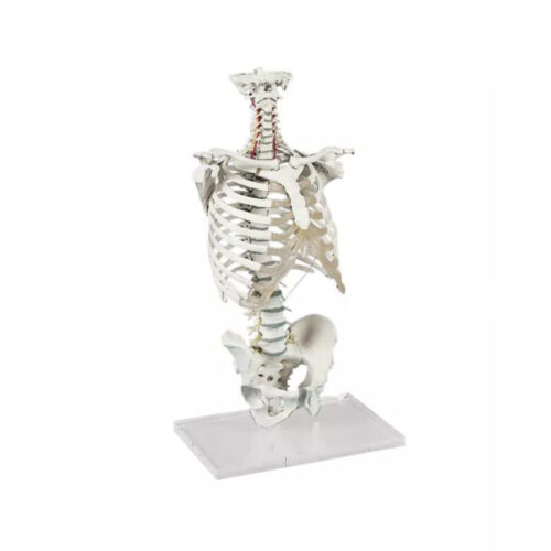 Columna vertebral con caja torácica marca erler zimmer