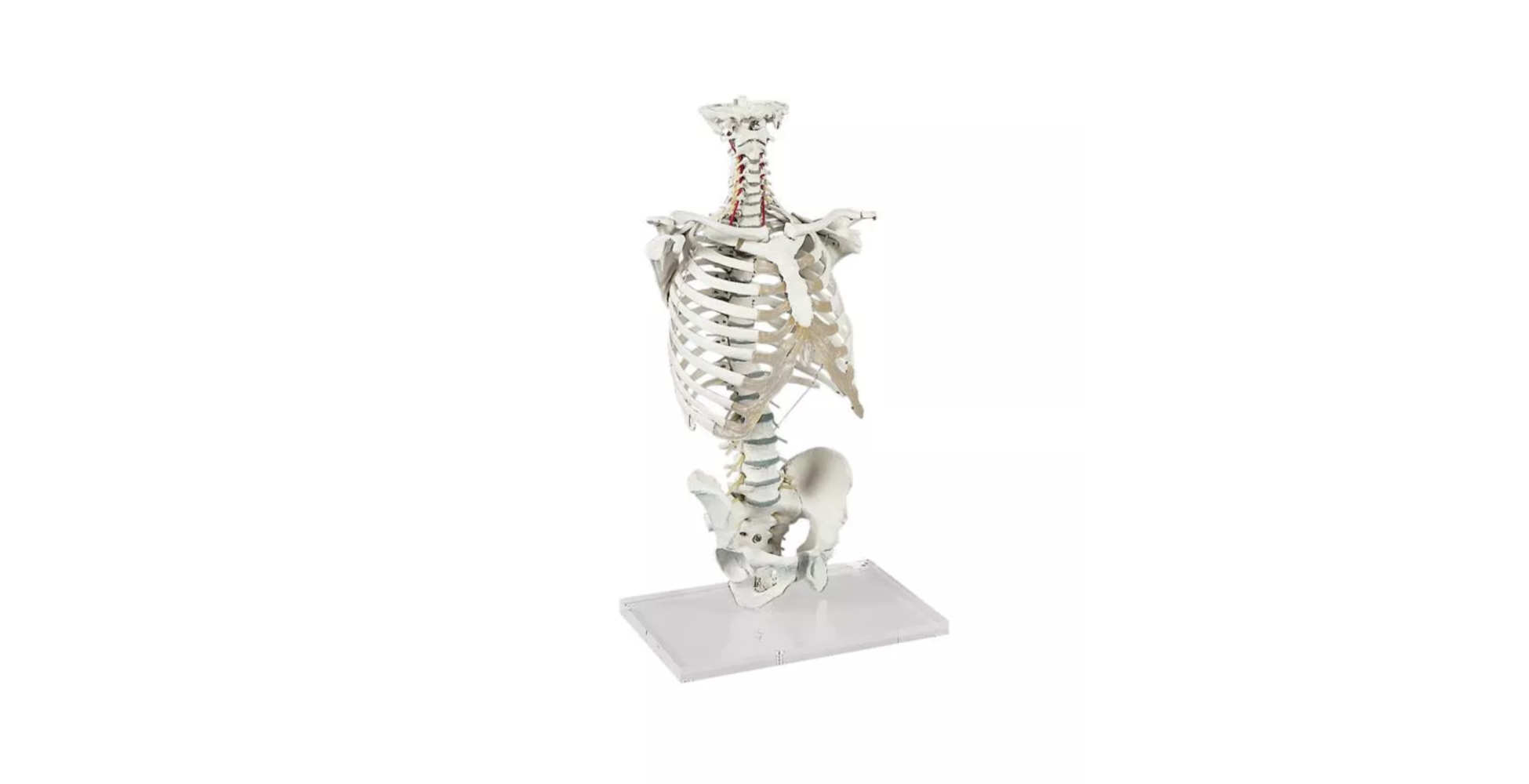Columna vertebral con caja torácica marca erler zimmer