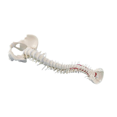 Columna vertebral con pelvis marca erler zimmer