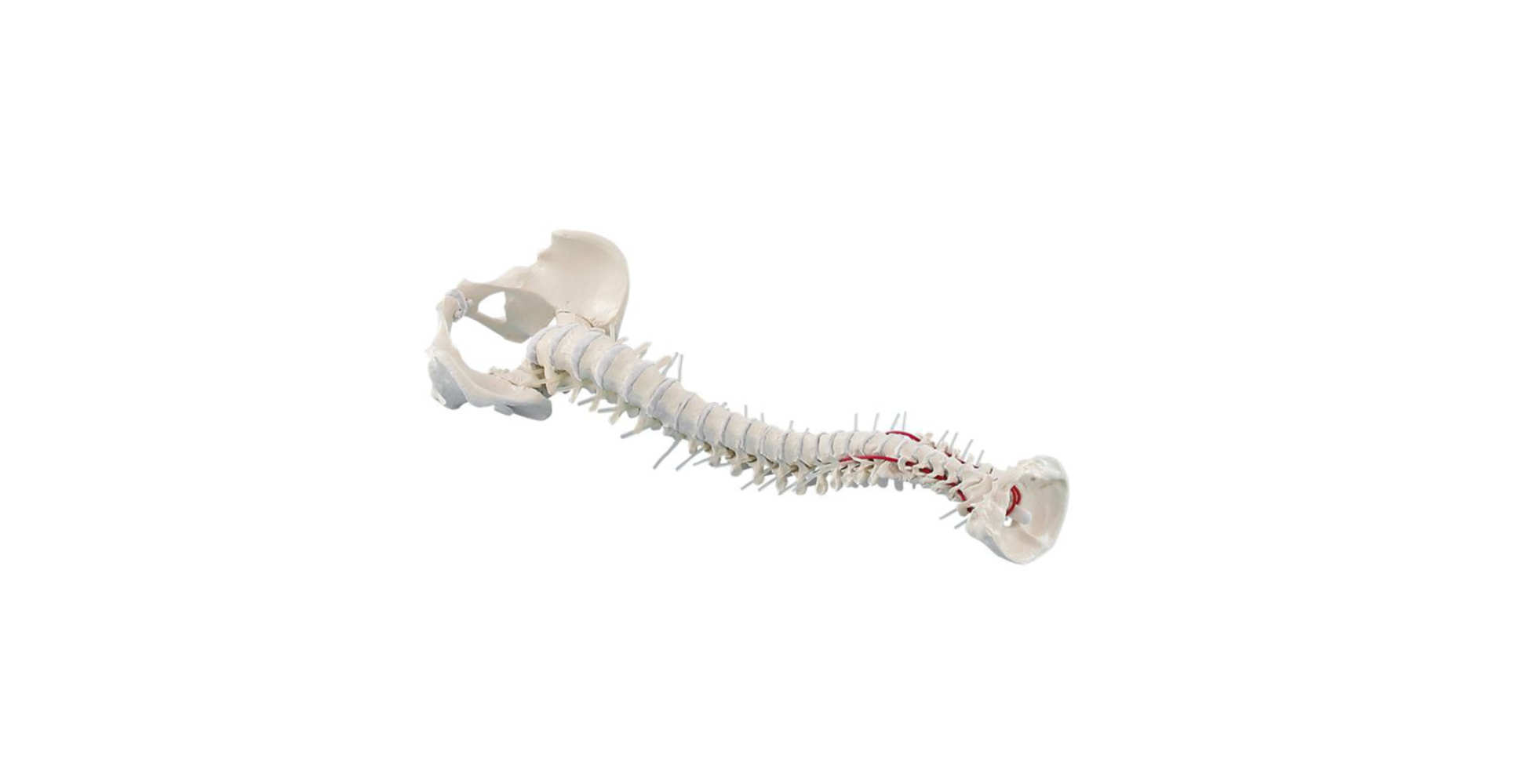 Columna vertebral con pelvis marca erler zimmer
