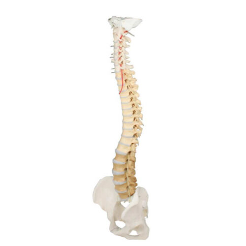 Columna vertebral con pelvis y vértebras coloreadas marca erler zimmer