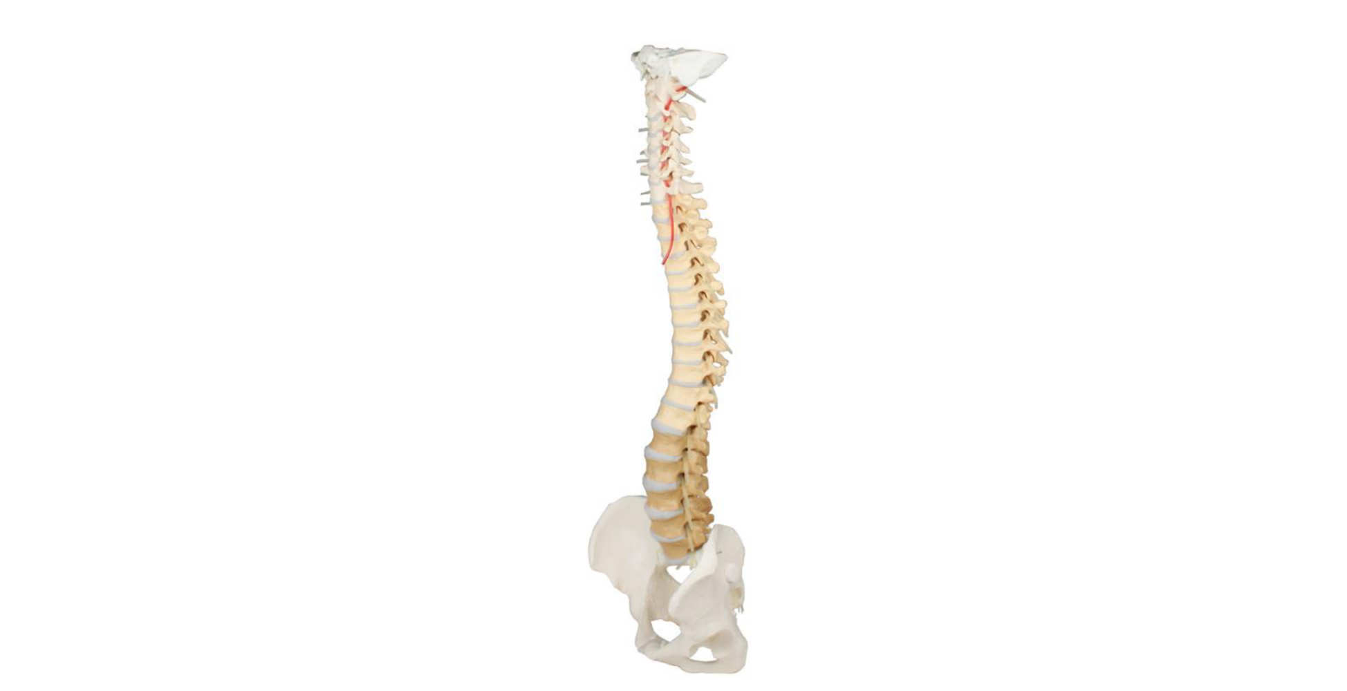 Columna vertebral con pelvis y vértebras coloreadas marca erler zimmer