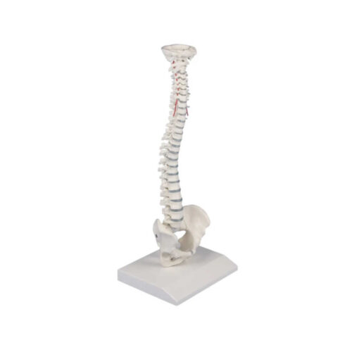 Columna vertebral en miniatura