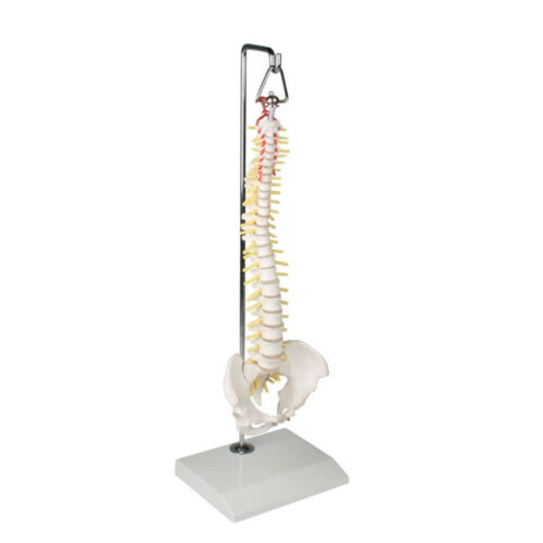 Columna vertebral en miniatura con soporte colgante marca erler zimmer